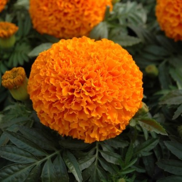 Marigold Orange Plant